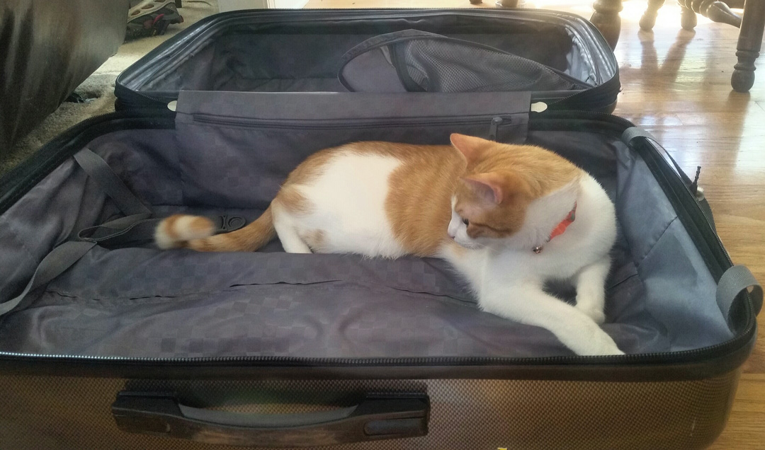 A cat in a opened luggage bag